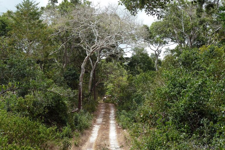 A road in Kenya's Arabuko Sokoke Forest Reserve. Image by Николай Максимович via Wikicommons (BY 3.0)