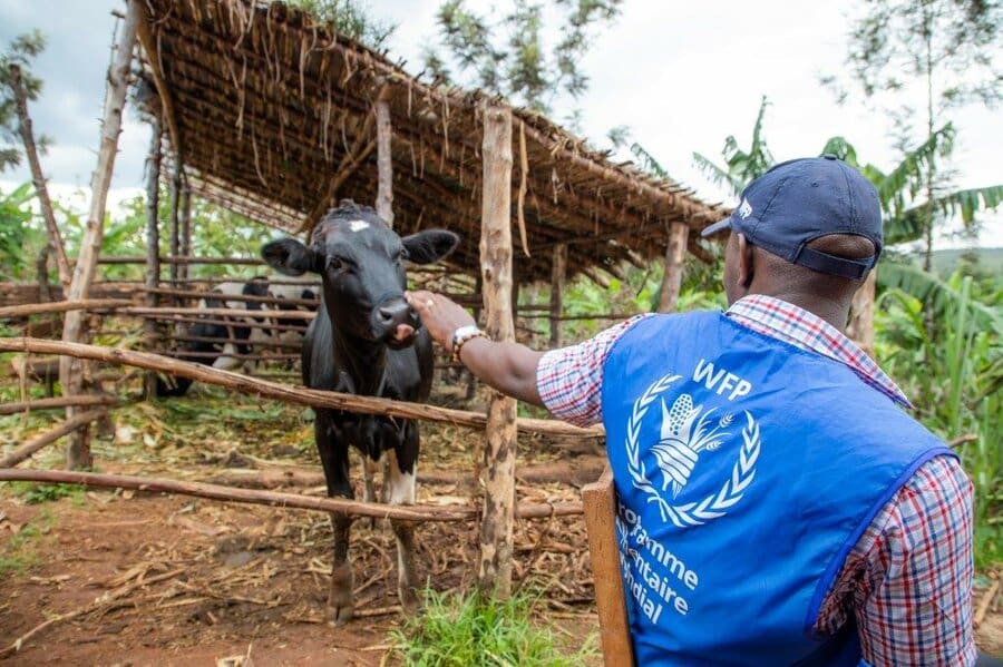 man in WFP vest reaches out to cow