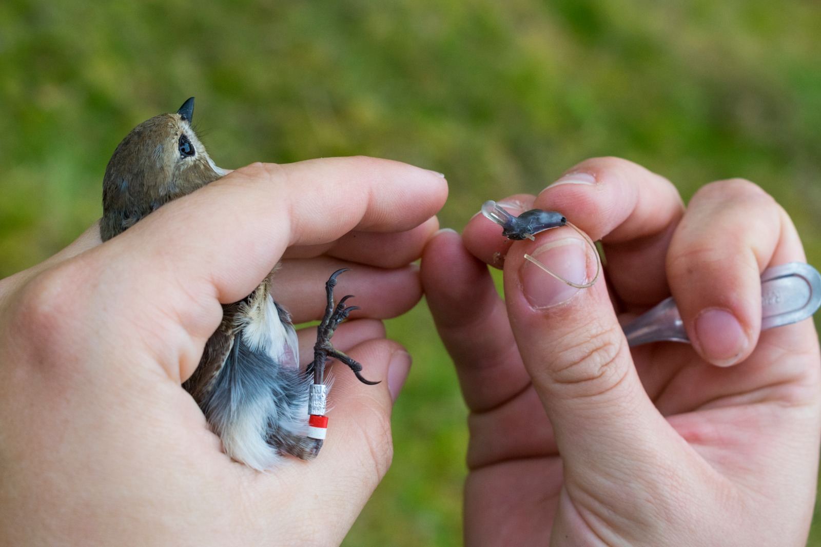 A researcher prepares to outfit a flycatcher with a backpack tracker, weighing less than half a gram. Photo credit: Koosje Lamers