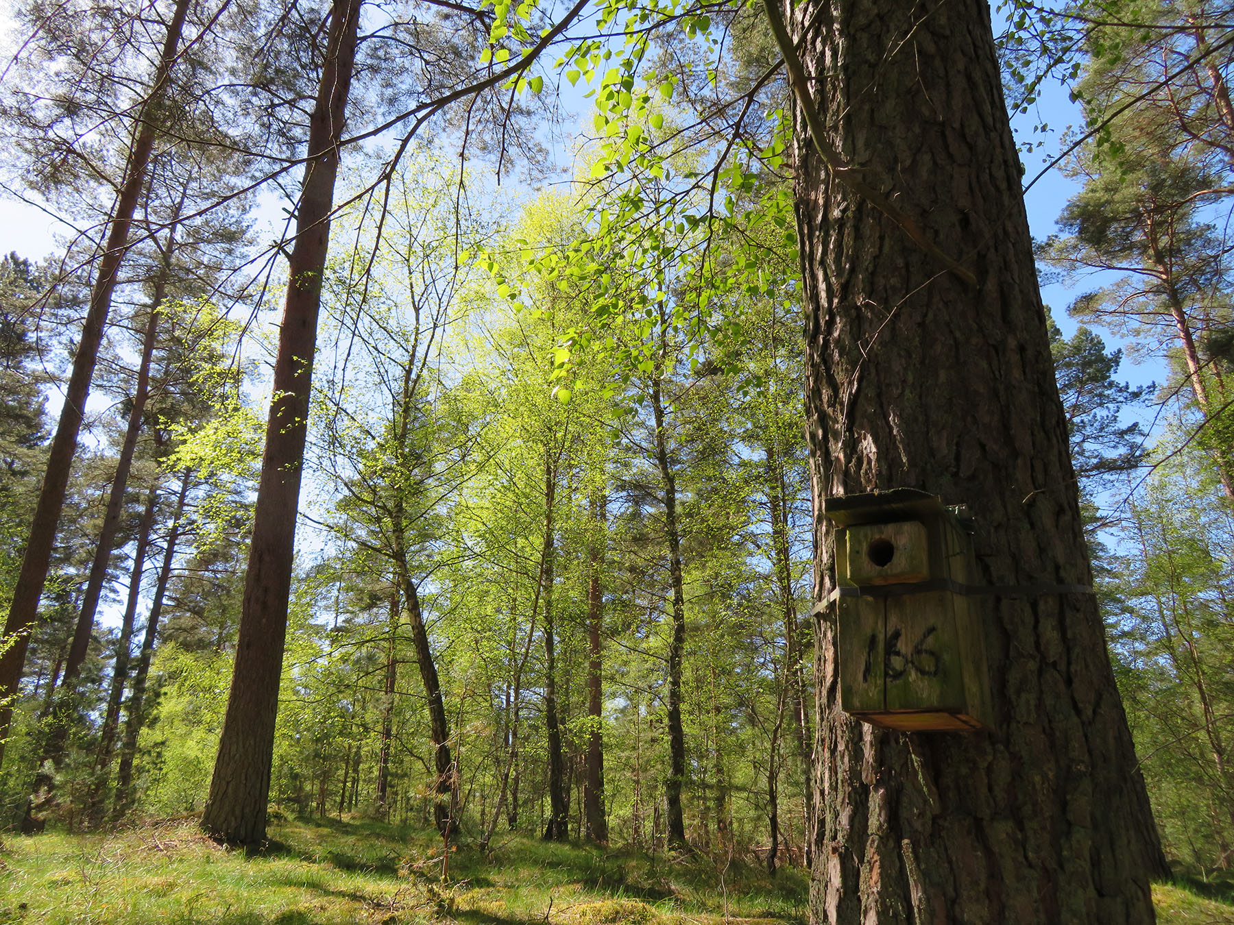Nest boxes provide breeding grounds for pied flycatchers in the Swedish forest. Photo credit: Koosje Lamers