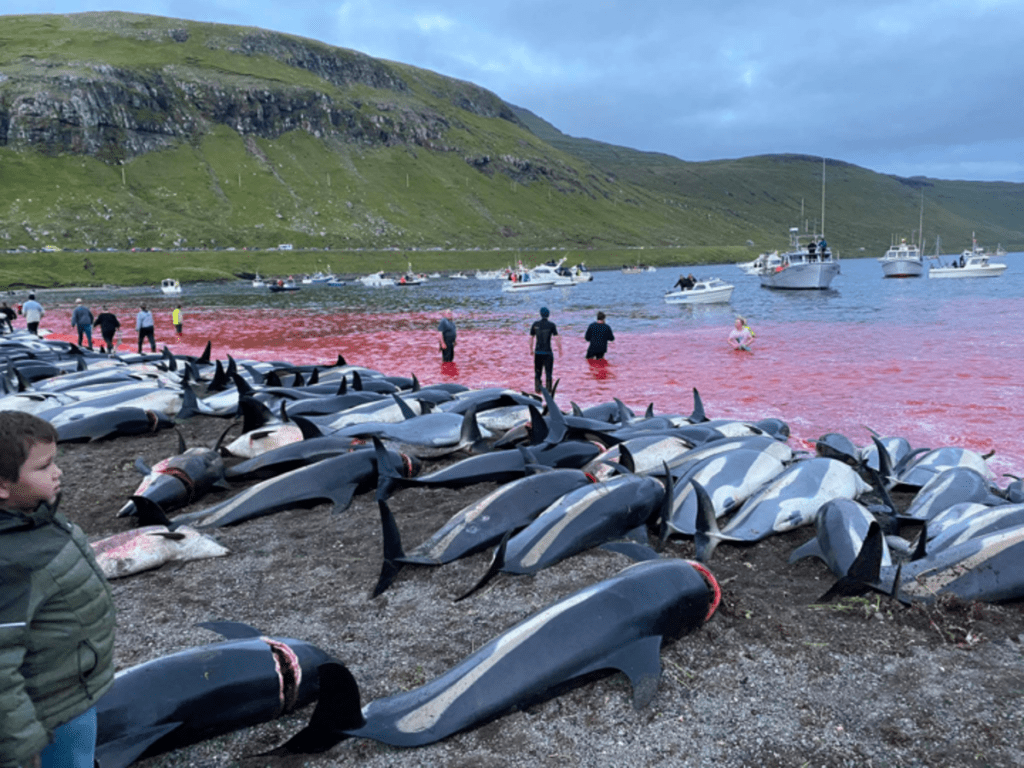 Faroe Islands to limit bloody dolphin slaughter after 1,400 killed in one day