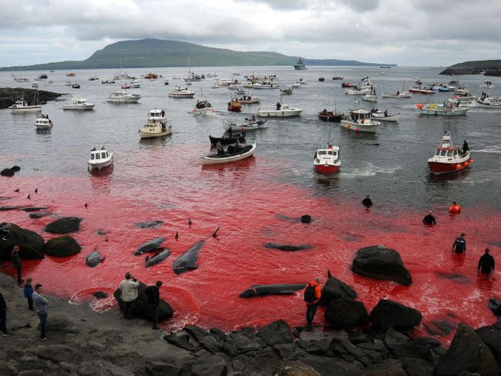 Faroe Islanders’ ritual slaughter of pilot whales turns sea blood red | The Independent