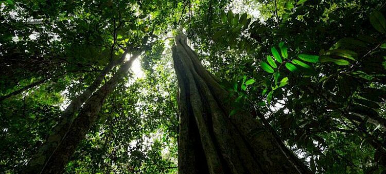 Protecting trees in the world’s second-largest rainforest by ensuring their sustainable trade