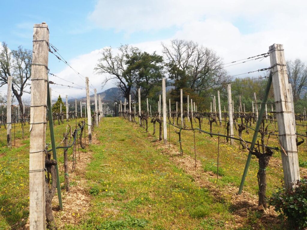 Why Montenegro is a wine lover’s paradise | The Independent