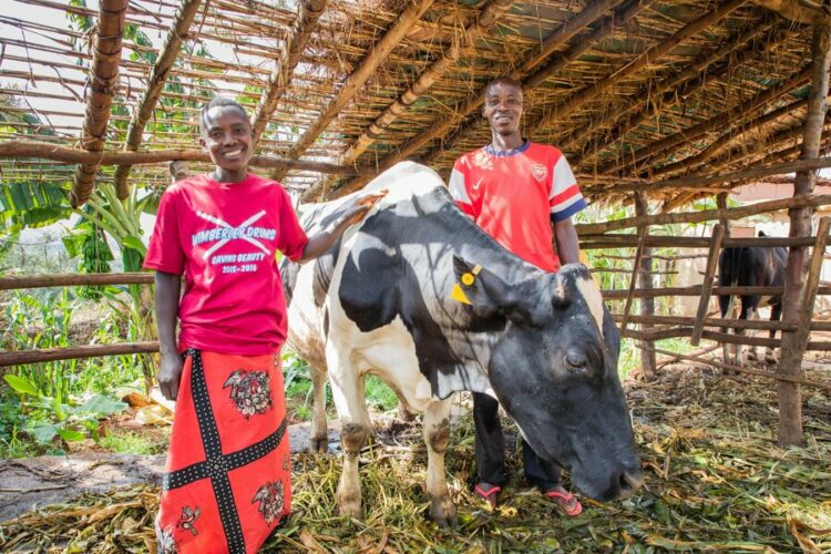 How Project Amata Fights Malnutrition in Burundi with Milk and Cheese