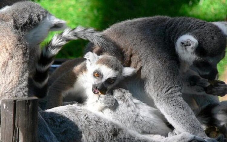 If a small group of lemurs went from Africa to Madagascar, what happened to the lemurs left behind? | Culture Online