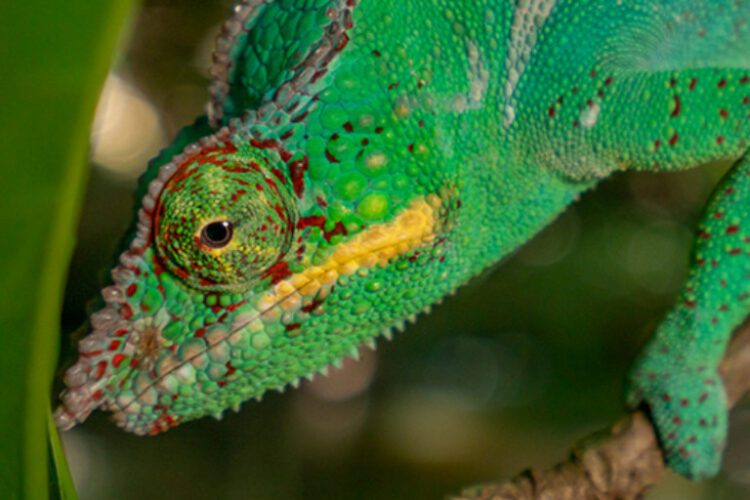 Pet trade relies on ‘disposable’ wild chameleons from Madagascar