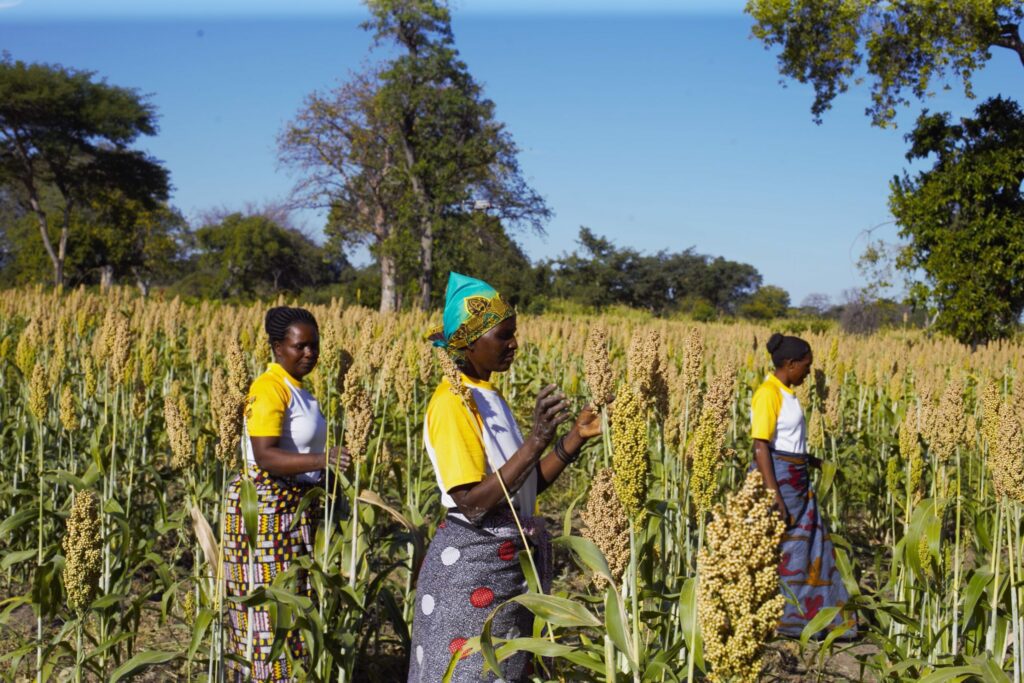 Sorghum seed sales profit and empower rural women in Tanzania – CIMMYT