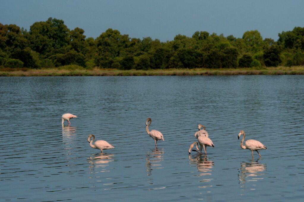 Albania's pink flamingos flourish: Elsewhere in emerging Europe