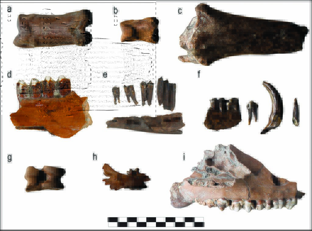 Earliest cattle herds in northern Europe found in the Netherlands