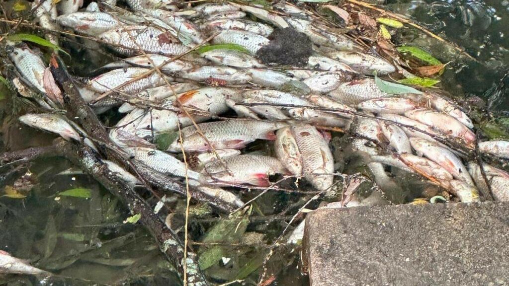 The dead fish were found in the Dipbech stream