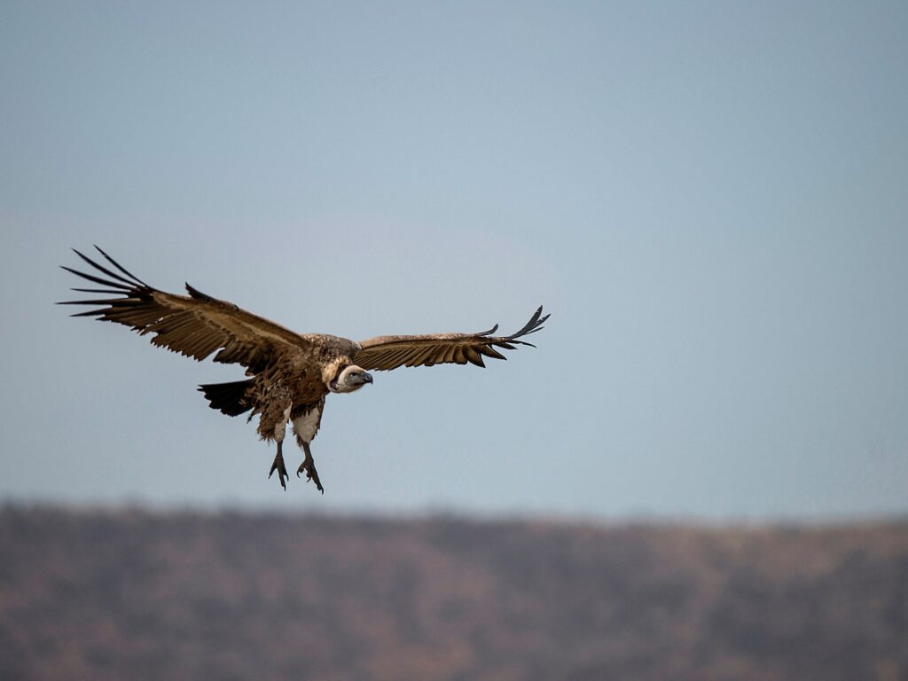 More than 150 endangered vultures poisoned in South Africa, Botswana | News
