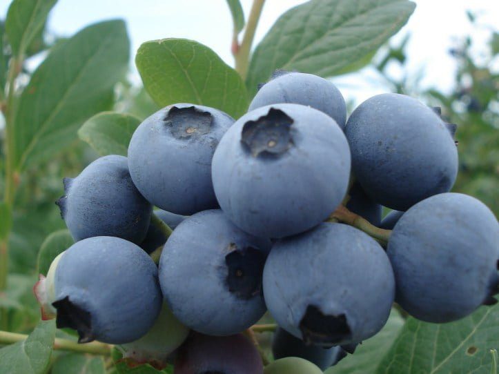 Surprisingly Zimbabwe becomes a global leader in blueberry export growth • EastFruit