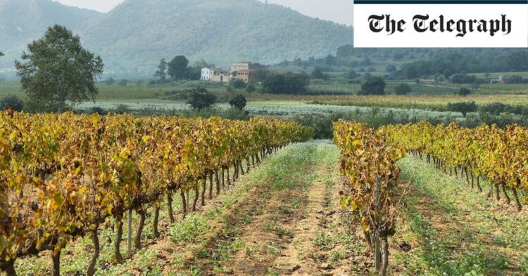 The miraculous secret Spanish wine regions that rival Champagne