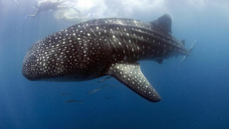 Whale sharks – and their watchers – gather off Djibouti in Horn of Africa