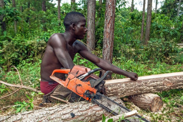Wood export bans and short-staffed regulators