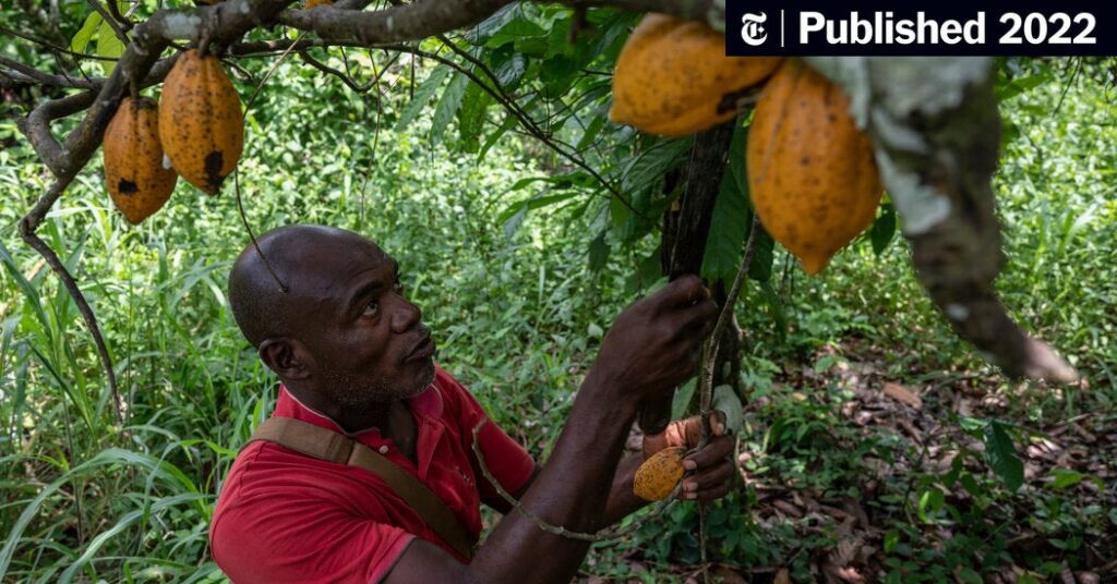 Ivory Coast’s Cocoa Curse - The New York Times