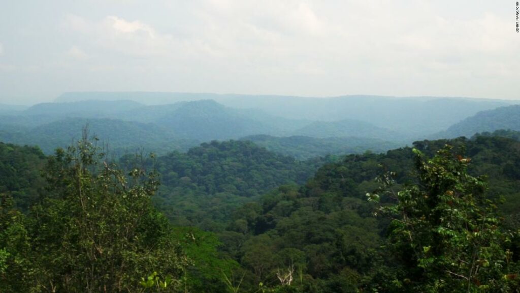 Gabon's tricky balancing act with a growing timber industry and the environment