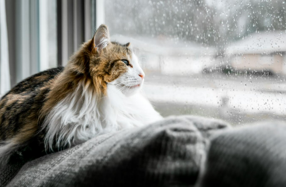 Best Things to Do at Home on a Rainy Day to Escape Reality