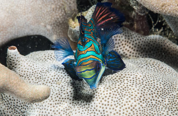 Incredibly colorful fish underwater in Micronesia