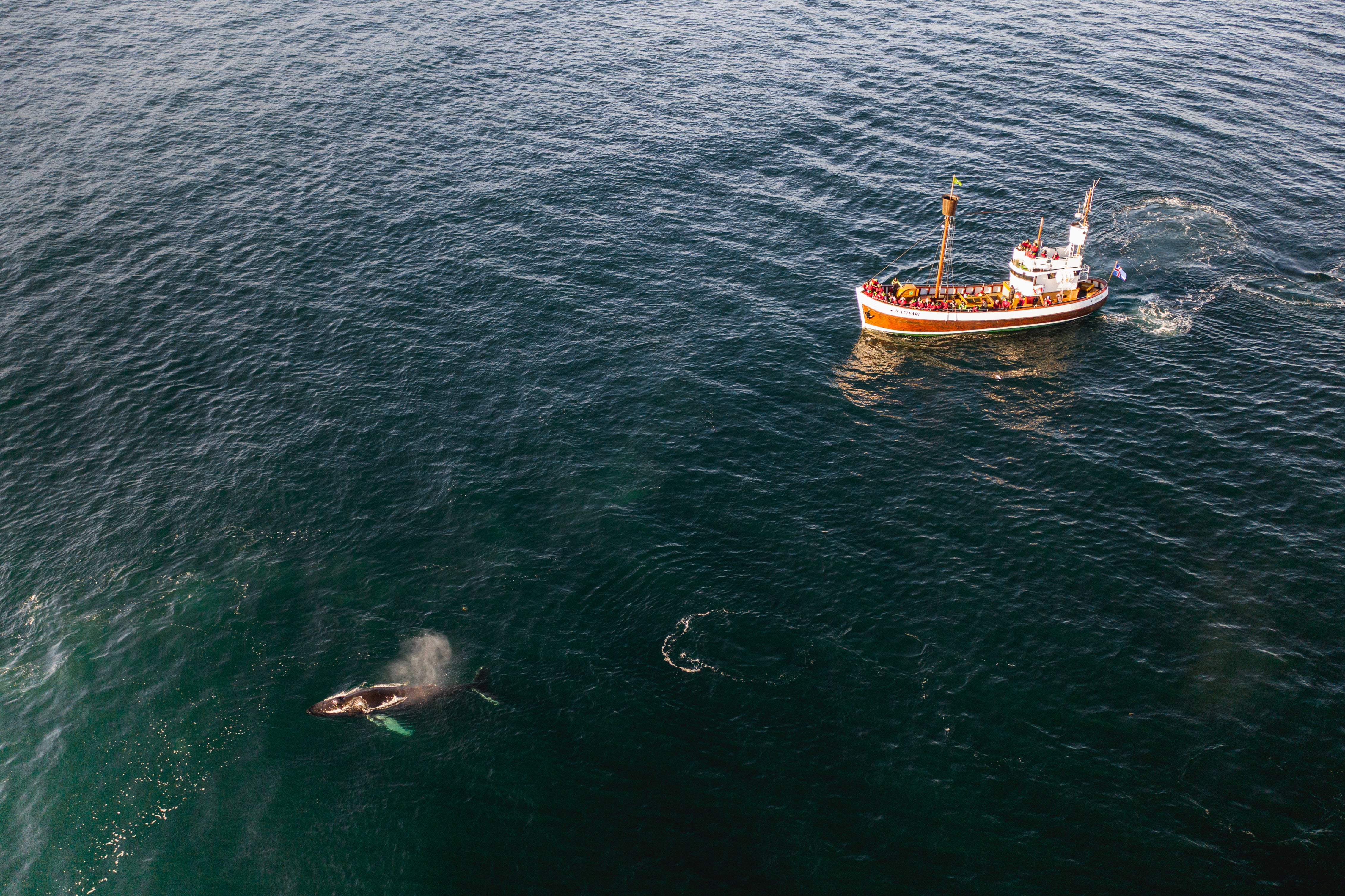 Husavik is known as one of the best places for whale-watching in Europe