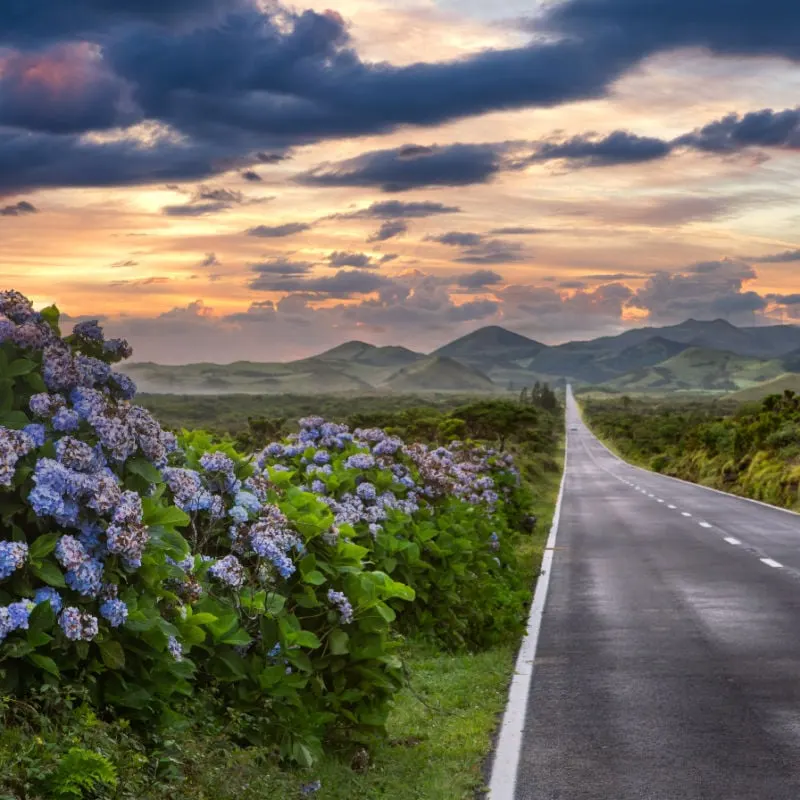 Hydrangea-Lined-Road-Leading-to-the-Sunsest-In-Azores-Portugal