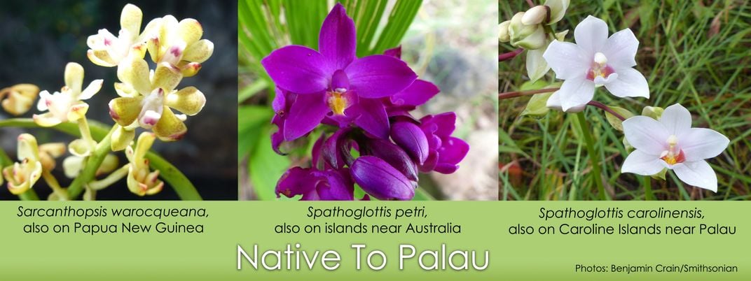 Three orchids native to Palau (yellow Sarcanthopsis warocqueana, purple Spathoglottis petri, and white Spathoglottis carolinensis)
