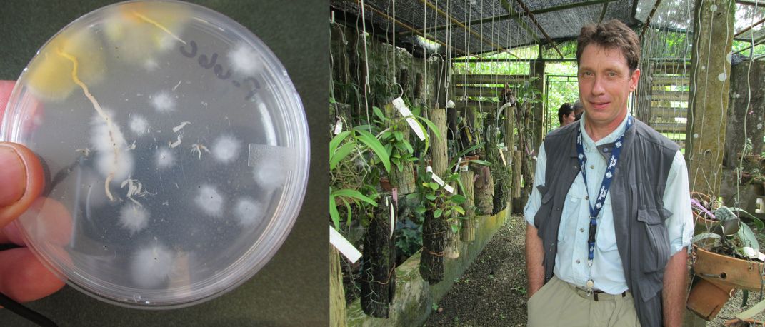 Left: Fungi in petri dish. Right: Man standing in sheltered garden
