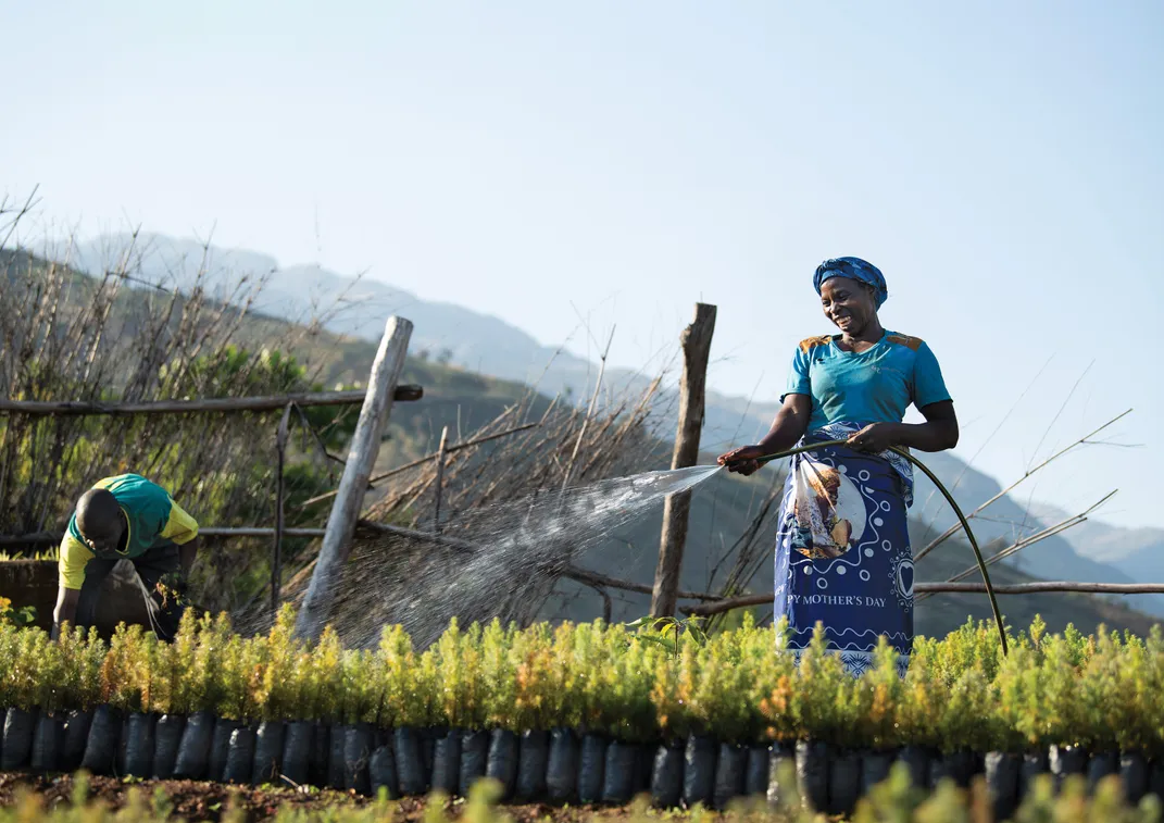 Rosina Kaliati prepares Mulanje cedar saplings. The MMCT has so far replanted more than 1.5 million saplings of Malawi’s national tree.