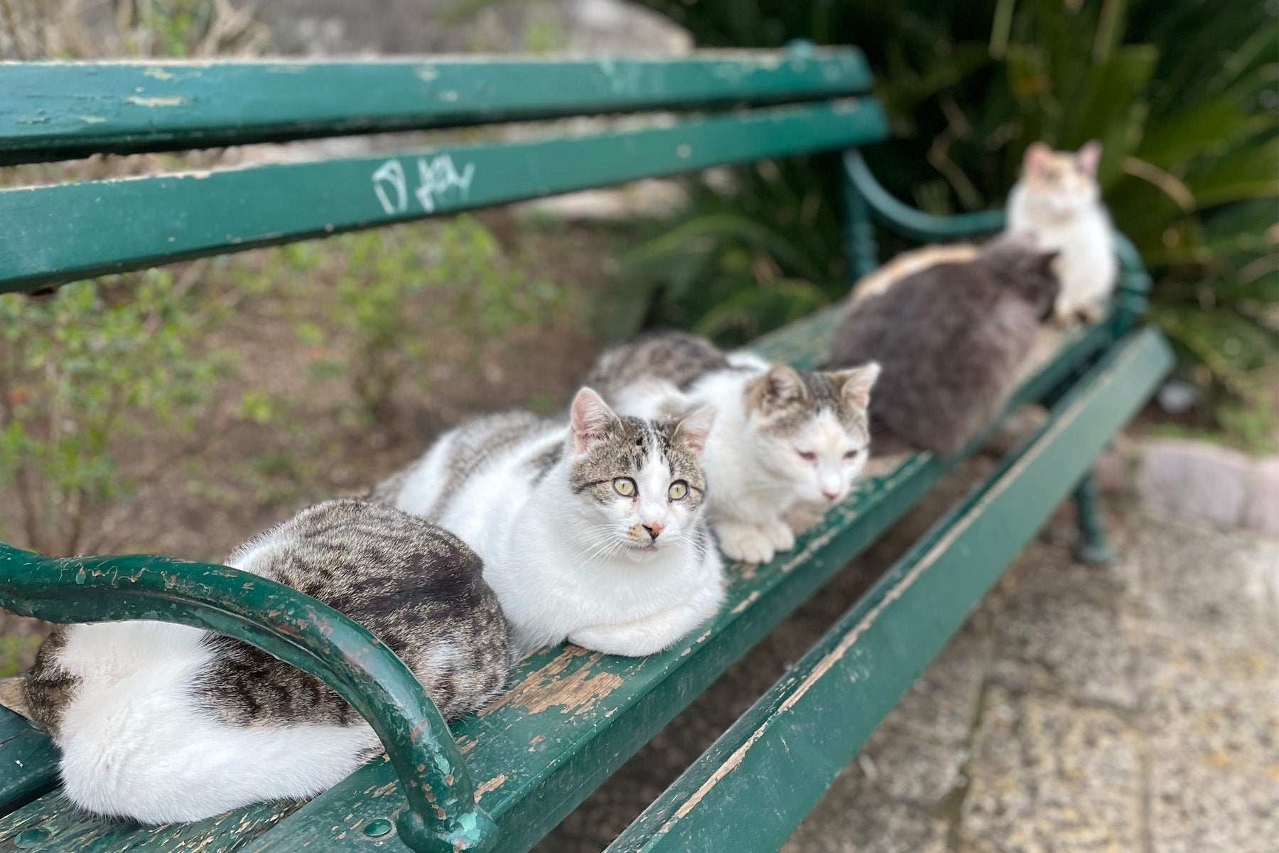 Cats are thought to be lucky in this part of Montenegro