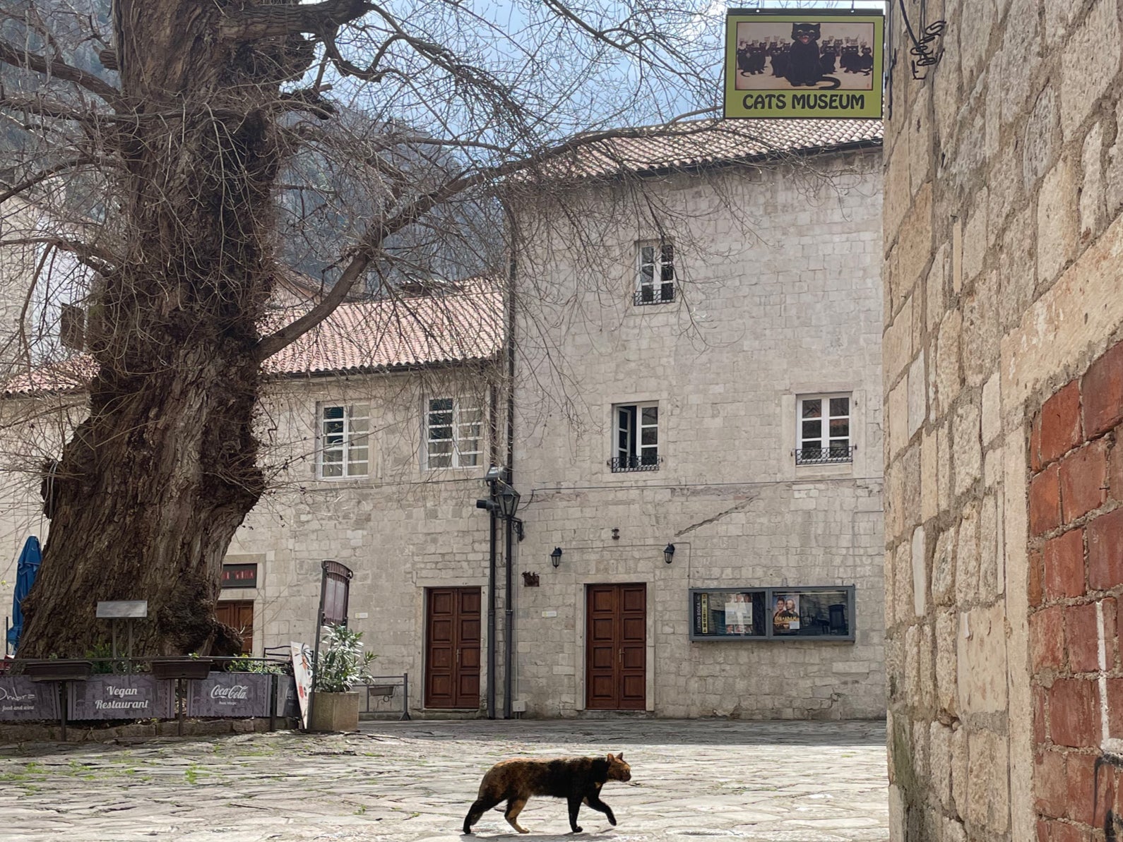 Cat walk: Kotor is home to hundreds of moggies
