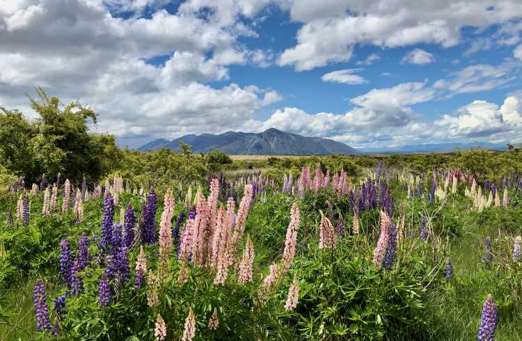 Lupine flowers bloom along the Alps 2 Ocean bike trail, South Island, New Zealand.