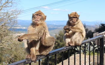 Gibraltar's famous - and unruly - monkeys