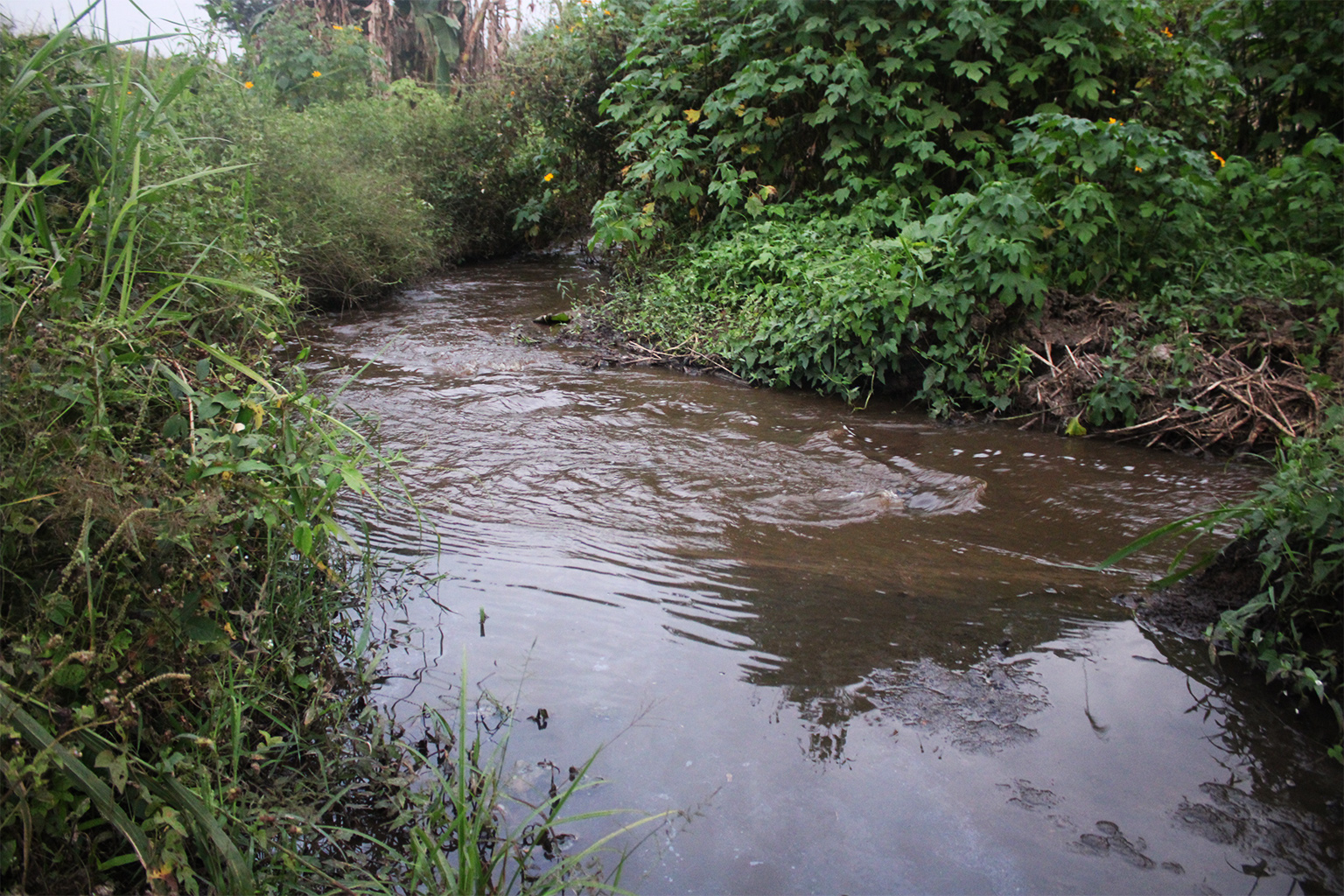 A stream polluted by wastewater from the SOSUCAM plant in Nkoteng. 