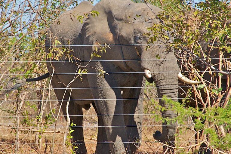 An elephant blocked by a fence. Photo courtesy of M. Atkinson / AHEAD.