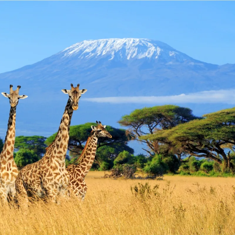 Three Giraffe In The Kilimanjaro National Park, Tanzania, Africa