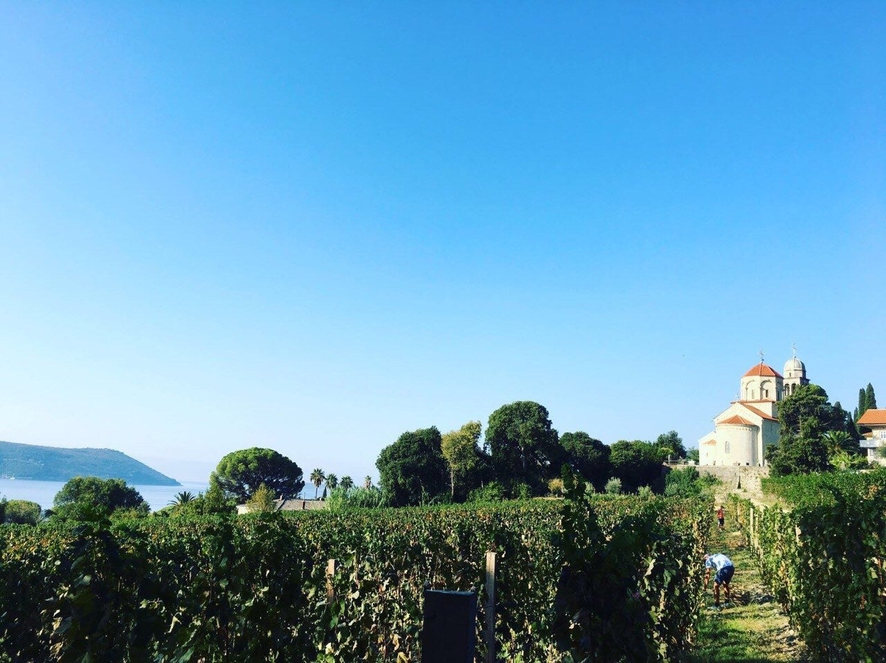 Castel Savina is the only vineyard on Montenegro’s coast