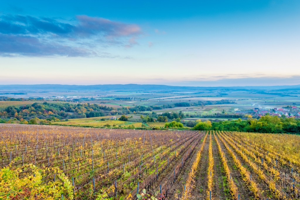 Slavonia region vineyards