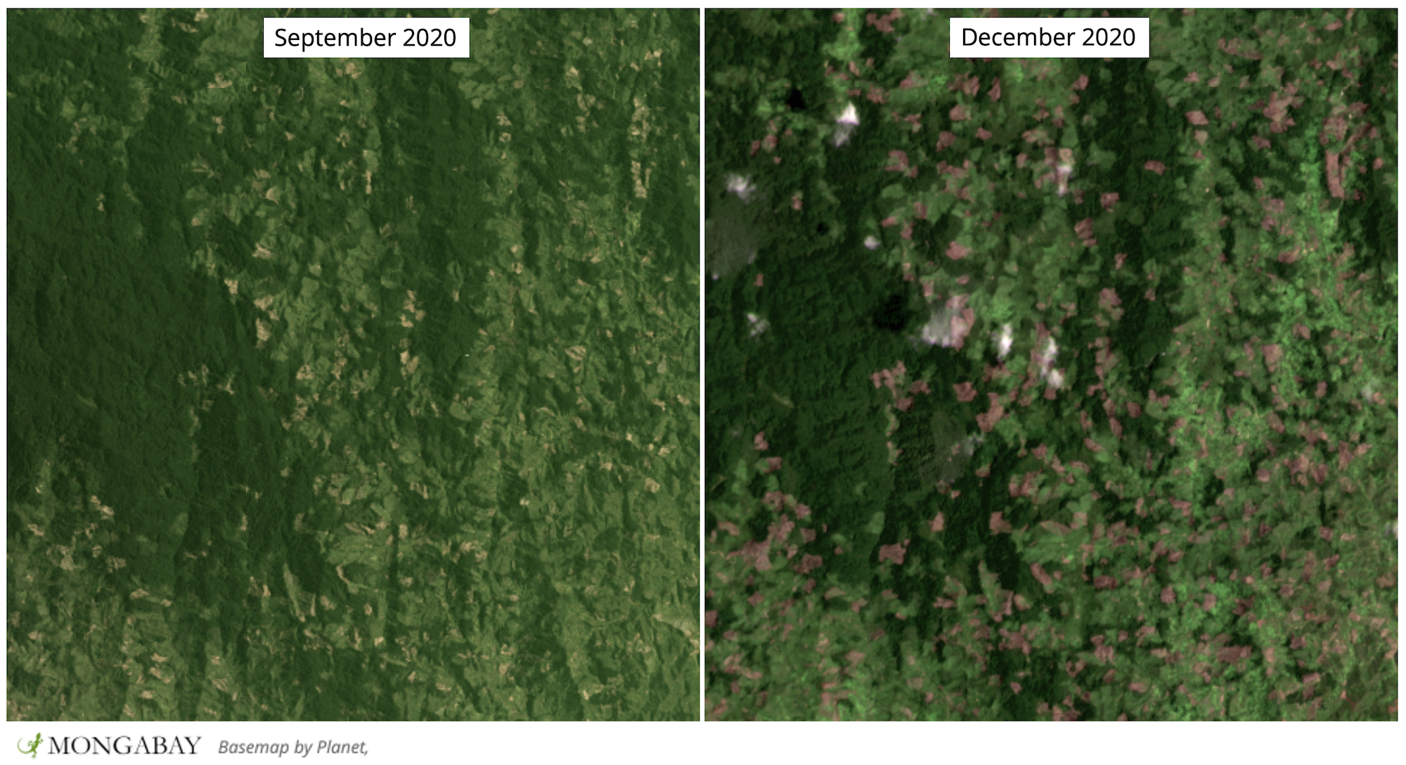 Satellite imagery show rapid deforestation in CAZ in late 2020.