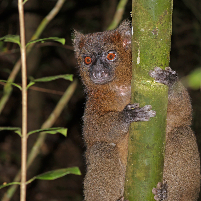 Greater bamboo lemur (Prolemur simus). Image by Charles J. Sharp via Wikimedia Commons (CC BY-SA 4.0).