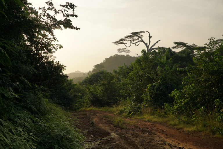 A forest in Liberia. Photo by Ashoka Mukpo. 