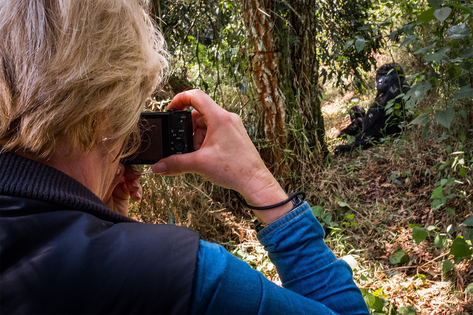 A tourist photographing gorillas in Biwindi Impenetrable National Park, Uganda. 