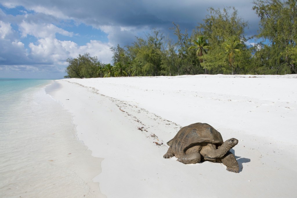A giant tortoise at the Aladabra Atoll.