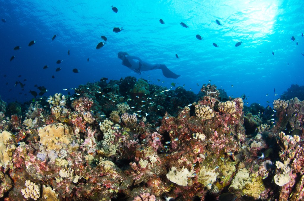 One of the many coral reefs off the coast of Reunion Island.