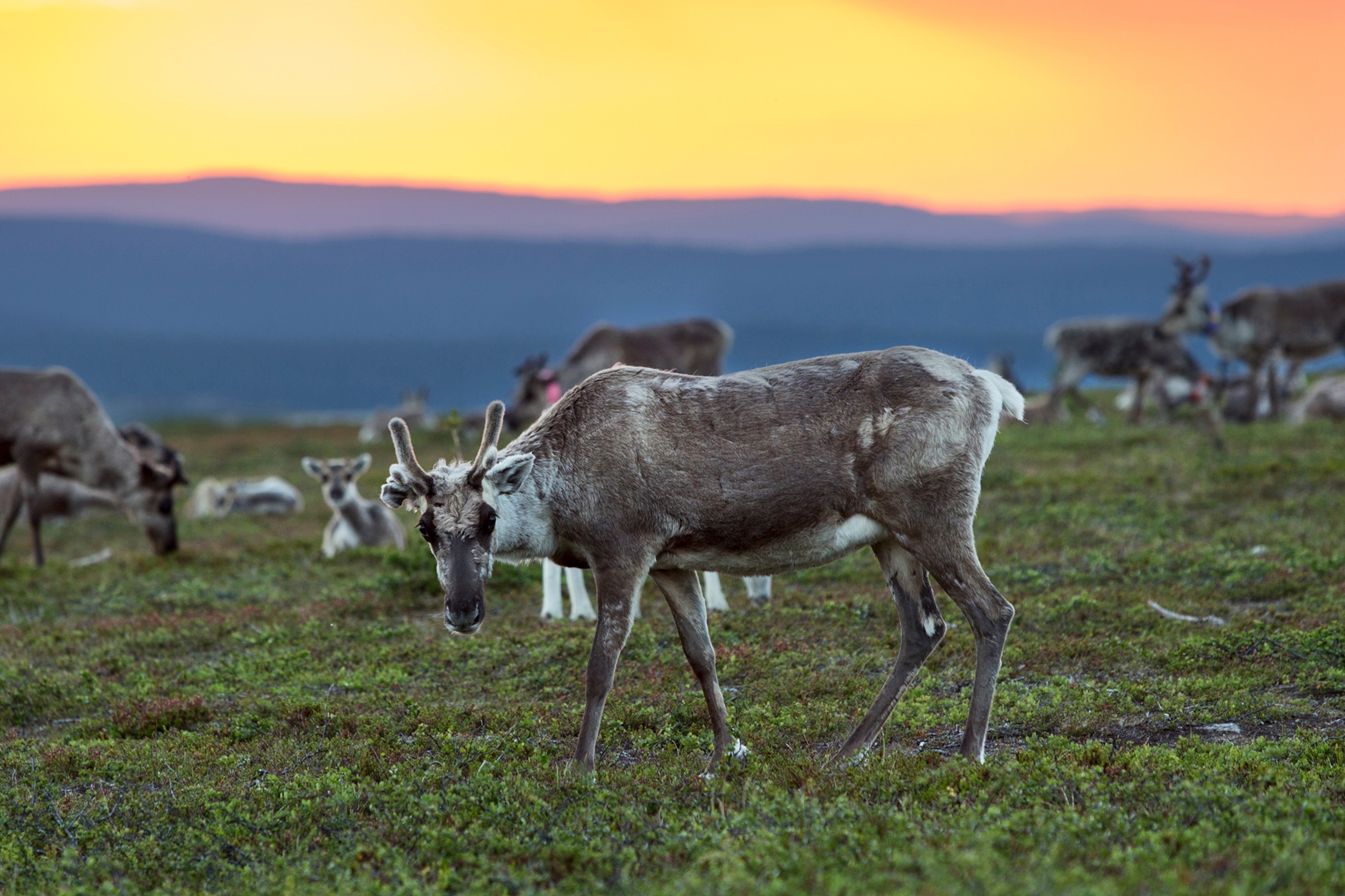 A Finnish reindeer looking at the camera