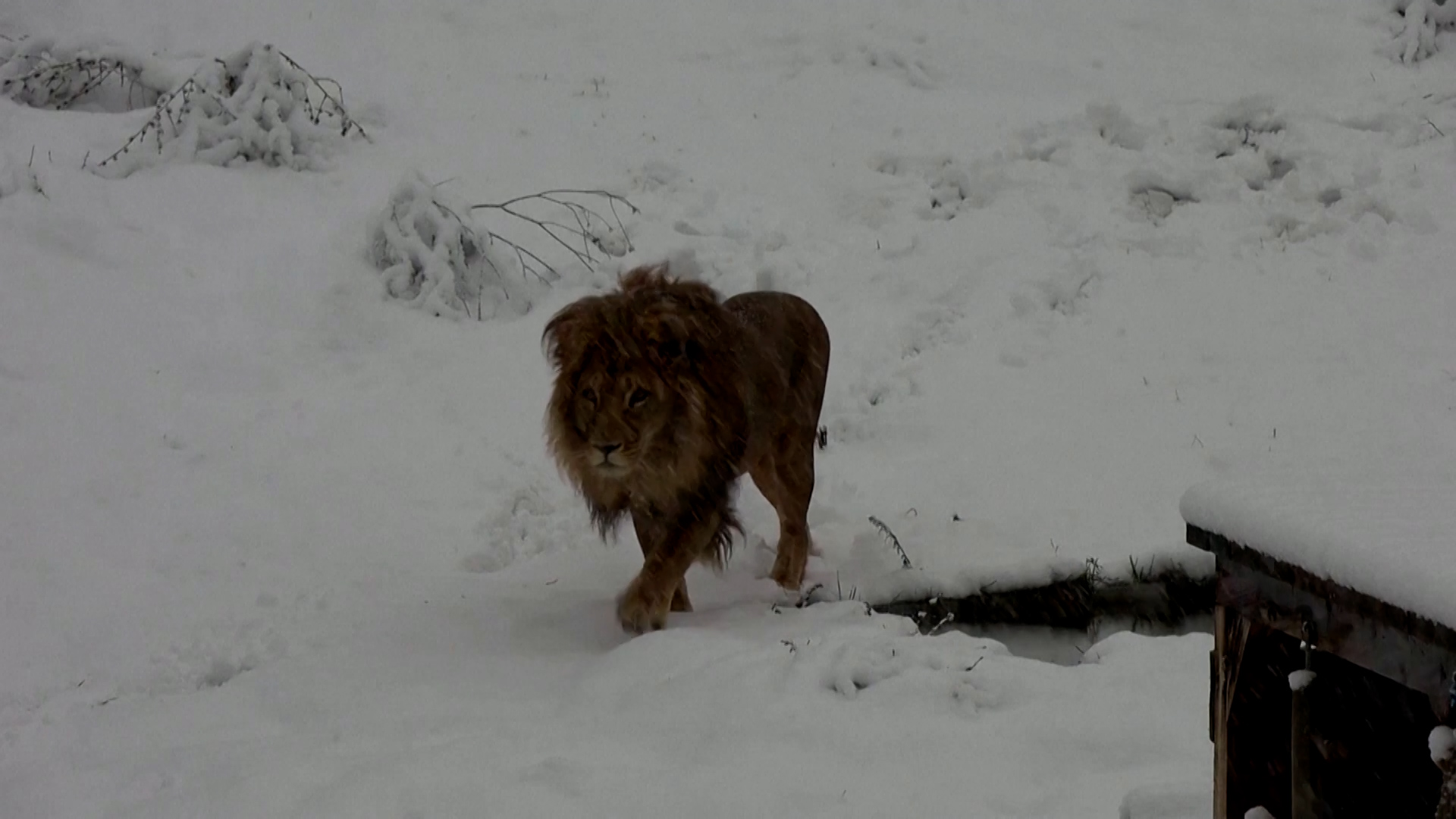Gjon pictured in his enclosure at the Pristina Bear Sanctuary. /Reuters