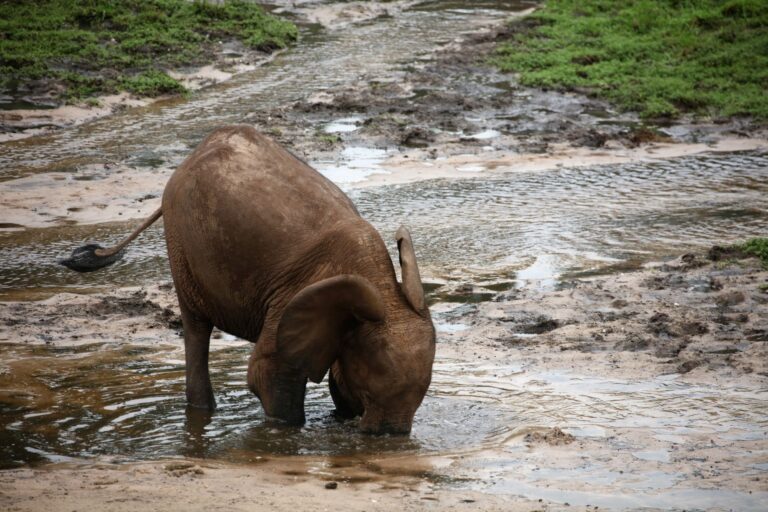 An elephant, trunk plunged deep into muddy water, digging for salt-rich mud in the Dzanga baï in the Sangha Rainforest in the Central African Republic. Image courtesy Jan Teede.