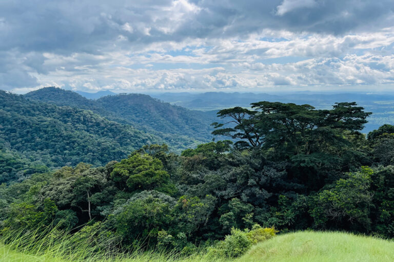 forest and mountain in the Mount Nimba Strict Nature Reserve
