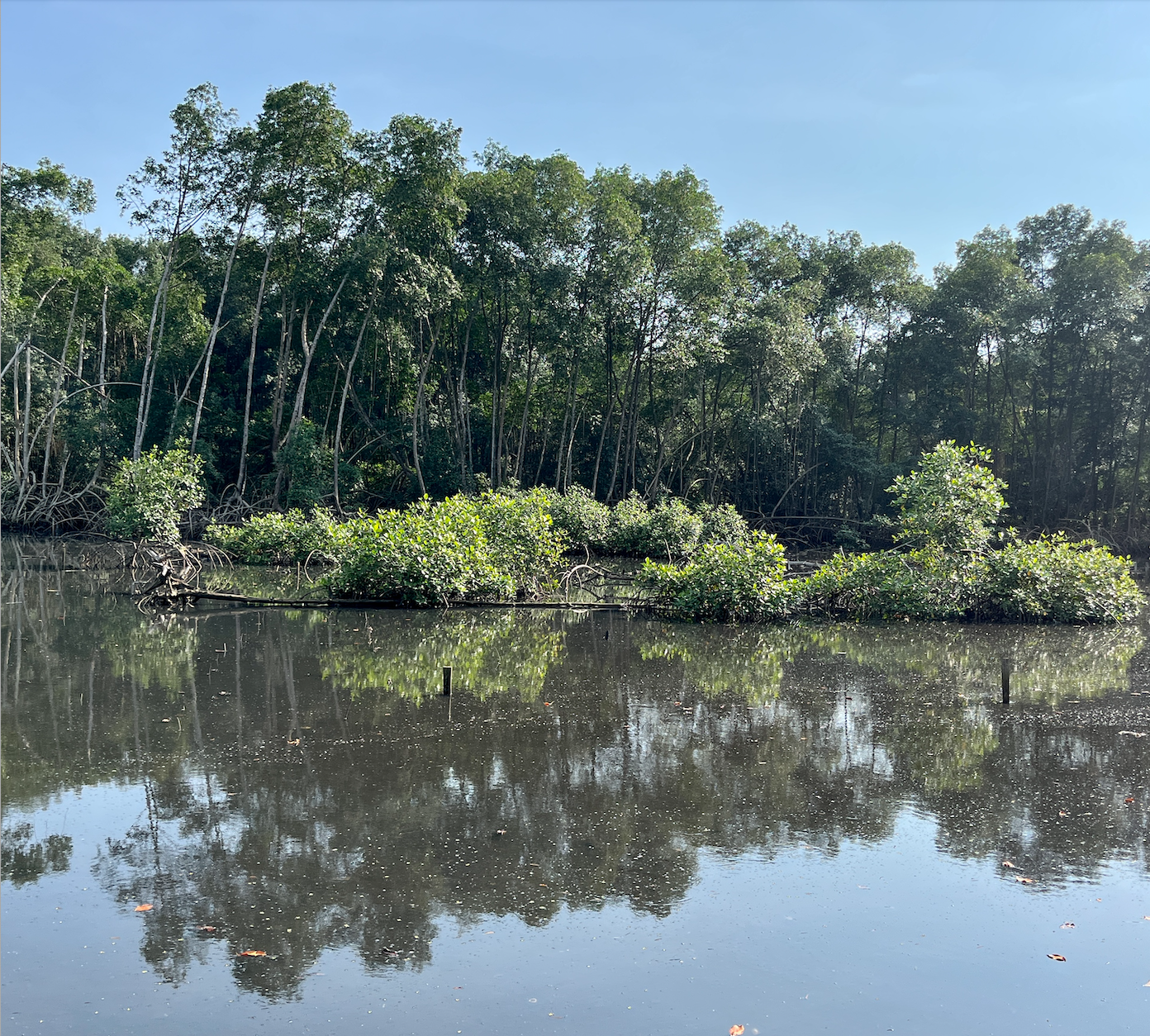 Lowé mangrove in Libreville, where deforestation is most intense in the city. Image by Elodie Toto / Mongabay / March 3 2023