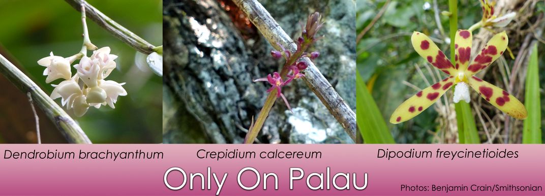 Three orchids found only on Palau (white Dendrobium brachyanthum, purple Crepidium calcereum, and Dipodium freycinetioides - yellow with red spots). Photos: Benjamin Crain/SERC
